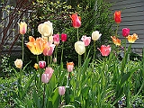 53 Nancy's Garden [2009 May 10]